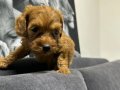 Toy poodlye 