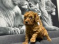 Toy poodlye 