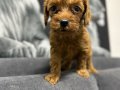 Toy poodlye 