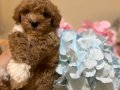 Kore toy poodlye 