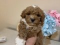 Kore toy poodlye 