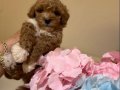 Kore toy poodlye 