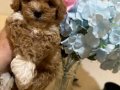Kore toy poodlye 