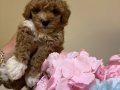 Kore toy poodlye 
