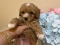 Kore toy poodlye 