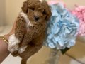 Kore toy poodlye 