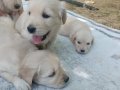 Bebı face golden