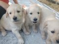 Bebı face golden