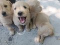 Bebı face golden