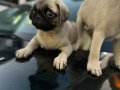 Pug mops