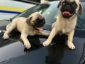 Pug mops
