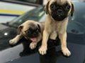 Pug mops