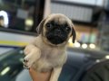 Pug mops
