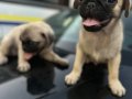 Pug mops
