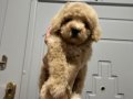 Toy poodlye 