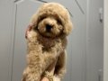 Toy poodlye 