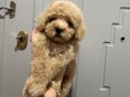 Toy poodlye 