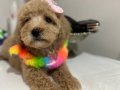 Toy poodlye 