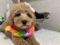 Toy poodlye 