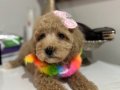 Toy poodlye 