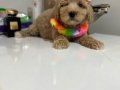 Toy poodlye 