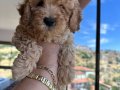 Toy Poodle Yavrularımız 