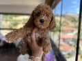 Toy Poodle Yavrularımız 