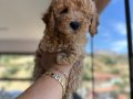 Toy Poodle Yavrularımız 