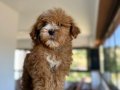 Toy Poodle Yavrularımız 