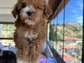 Toy Poodle Yavrularımız 
