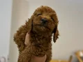Toy poodlye 