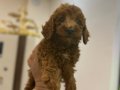 Toy poodlye 