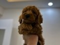 Toy poodlye 