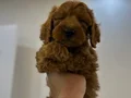 Toy poodlye 