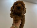 Toy poodlye 