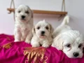 Maltese terrıyer