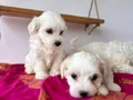 Maltese terrıyer