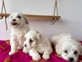 Maltese terrıyer