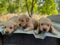 Bebek yüz golden