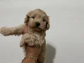 Mını Maltıpo 