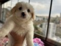 Terrıyer White Yavrularımız