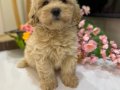 Toy poodlye 