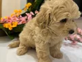 Toy poodlye 
