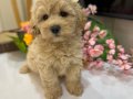 Toy poodlye 