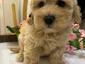 Toy poodlye 