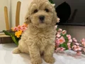 Toy poodlye 