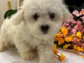 0 numara maltese Terrıyer 