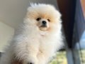 Orıjınal ayıcık suratlı ve kalın bacaklı Pomeranian tedyı