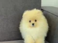 Orıjınal ayıcık suratlı ve kalın bacaklı Pomeranian tedyı