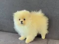 Orıjınal ayıcık suratlı ve kalın bacaklı Pomeranian tedyı